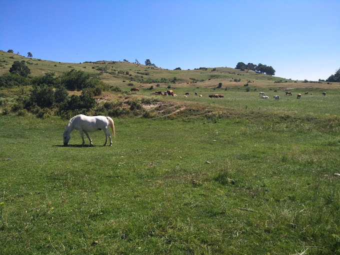 Entorno del campo de Guadalaviar con caballo